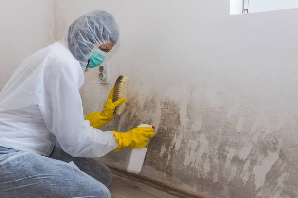 Mold Removal Process in Pierre Part, LA