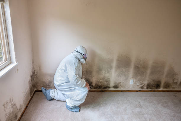 Crawl Space Mold Removal in Pierre Part, LA